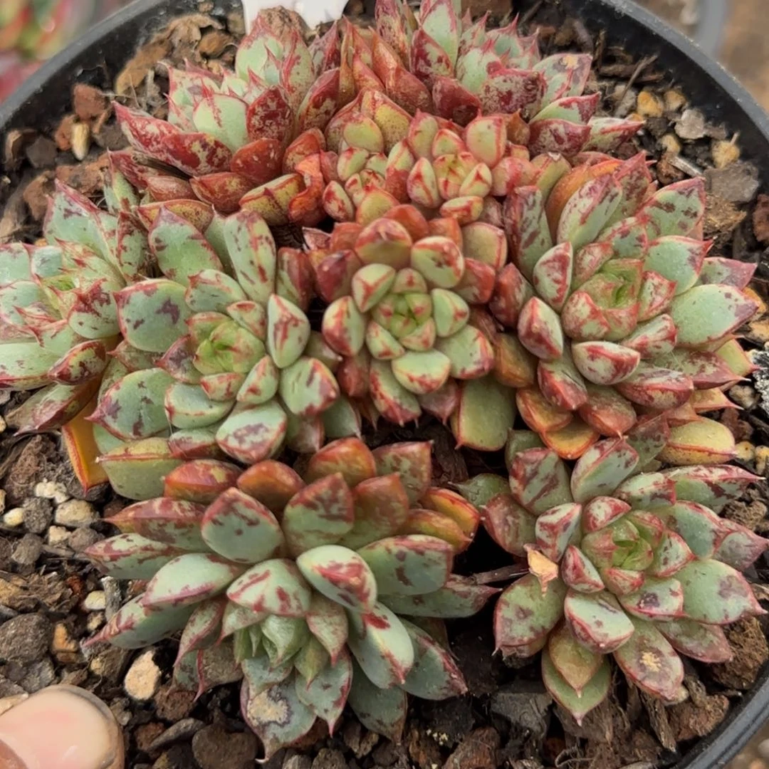 血燕惊鸿一物一拍包装收缩花旱433