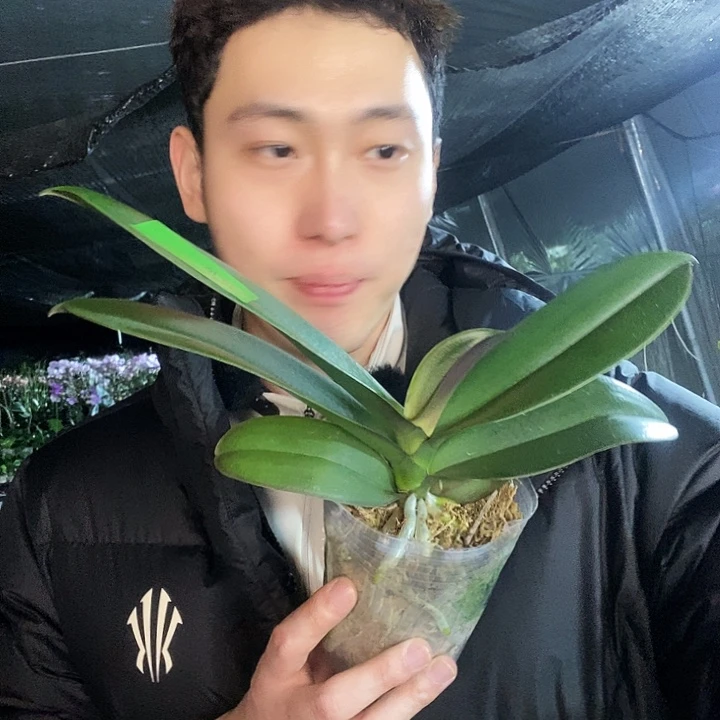 无花朵春日暖阳蝴蝶兰