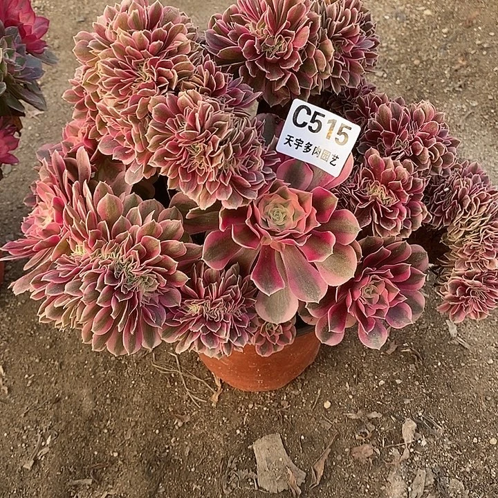 多肉植物女巫缀515多肉