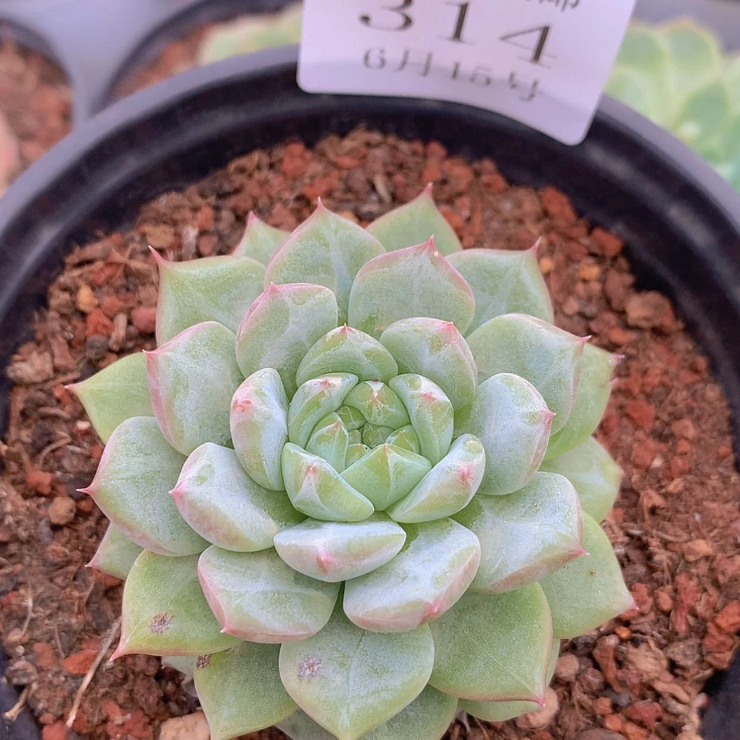 【闪购商品】云314号