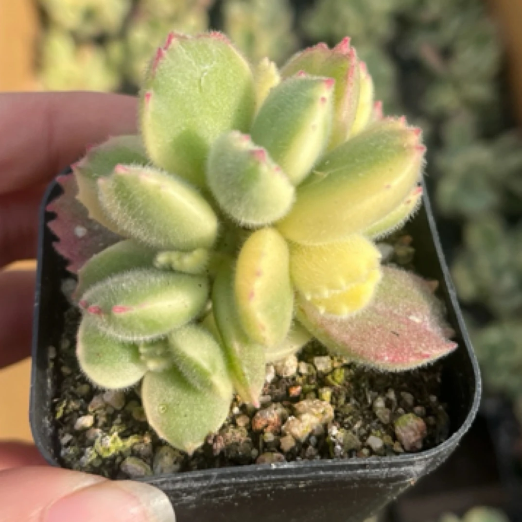 白熊锦多肉植物一盆