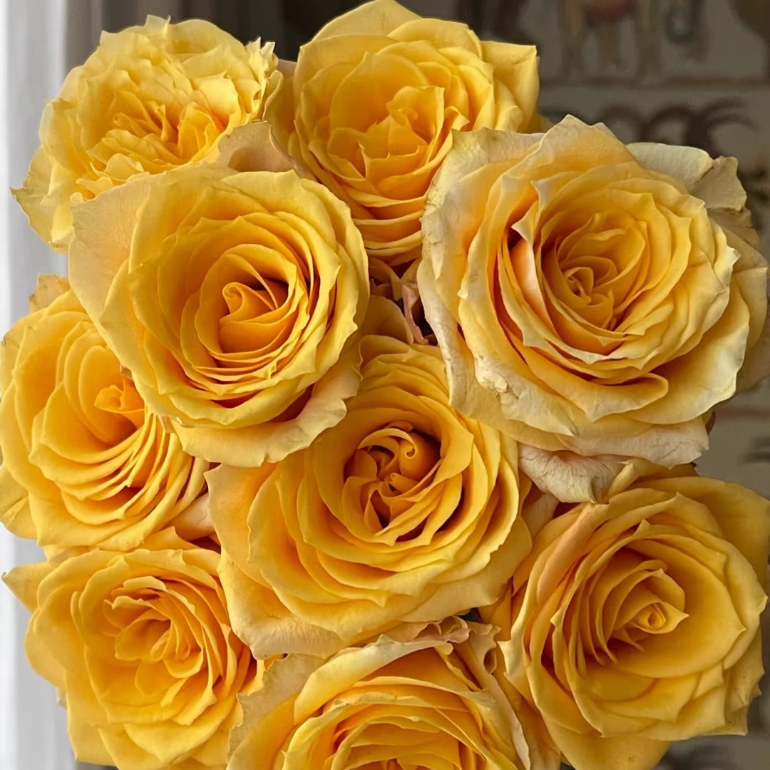 【3颗包邮】威士忌月季玫瑰小苗 新品 多季大花花期长 庭院阳台四季