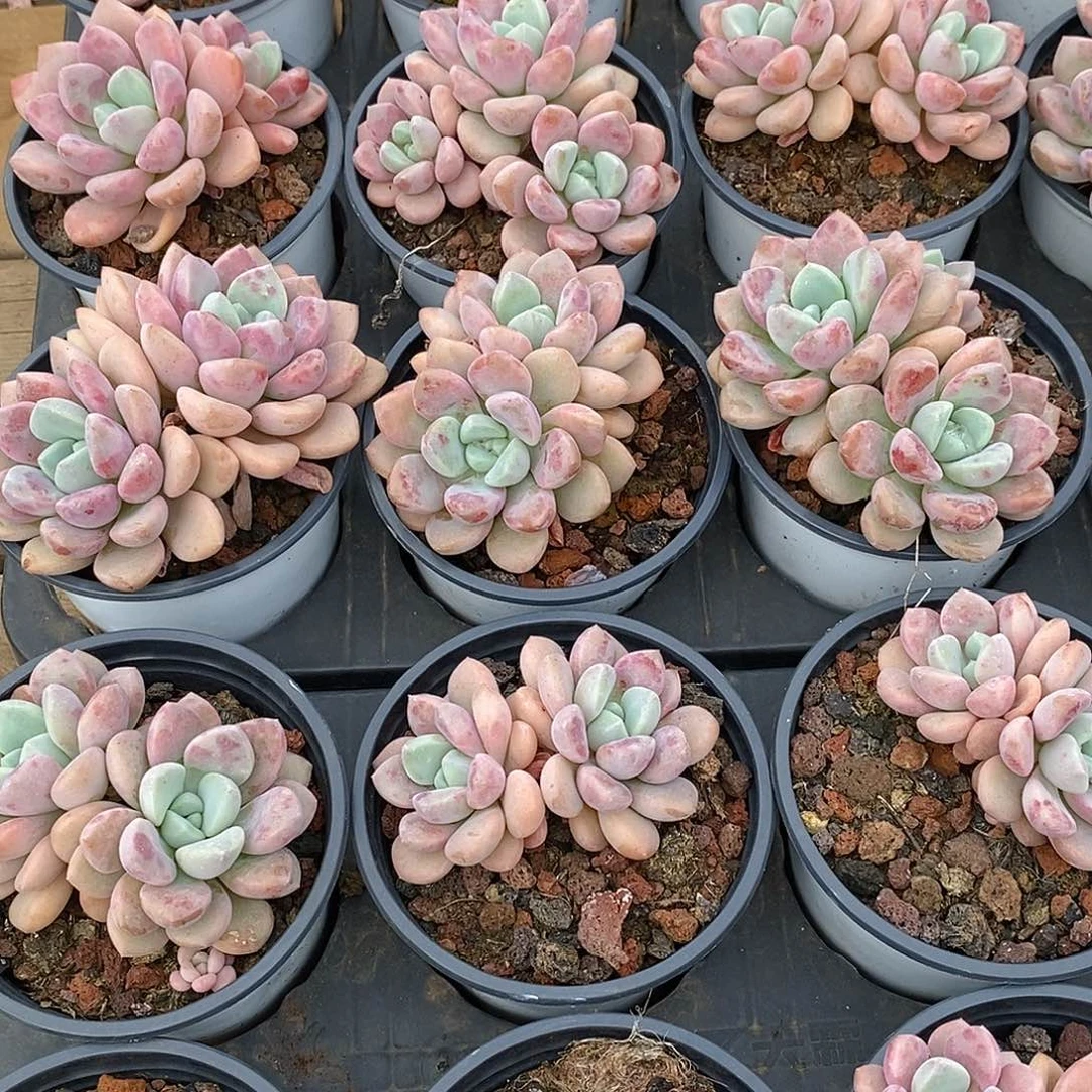 金汇园艺，130花瓣露双头