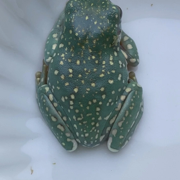 老爷树蛙150雪花20