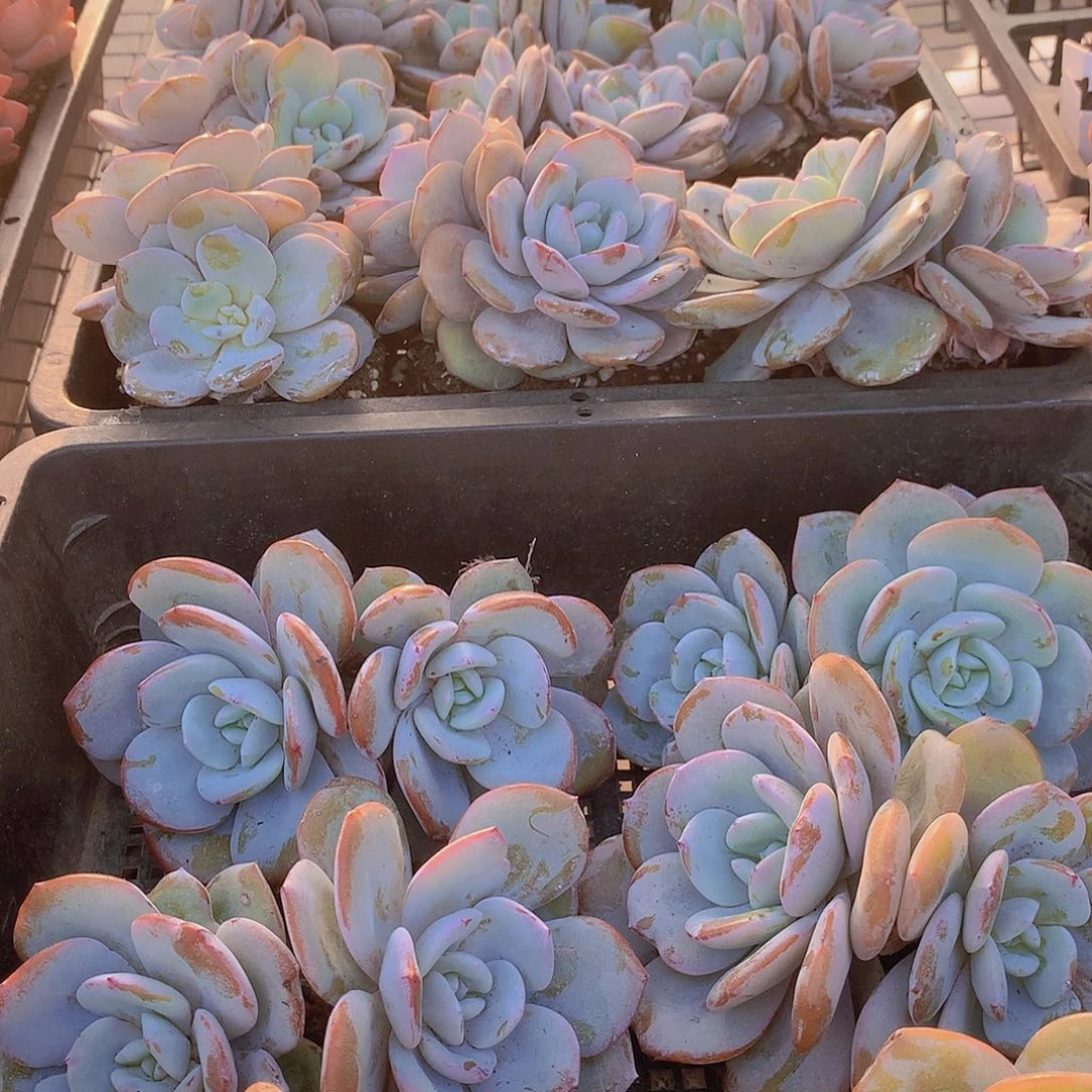 双头韩奶茶3567889000000