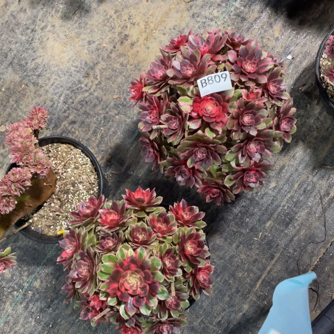 帅***伦黑魔锦多肉。   809