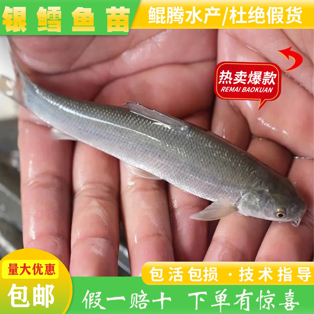 银鳕鱼苗淡水养殖观赏食用大鳞鲃鱼8-10公分小苗包邮包活渔场直发