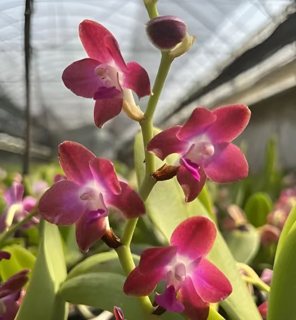 大叶风兰 红色 柠檬花香 120盆  双花剑 多花苞 好养花期长