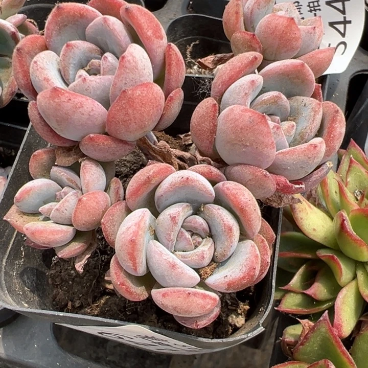 全明星多肉植物569
