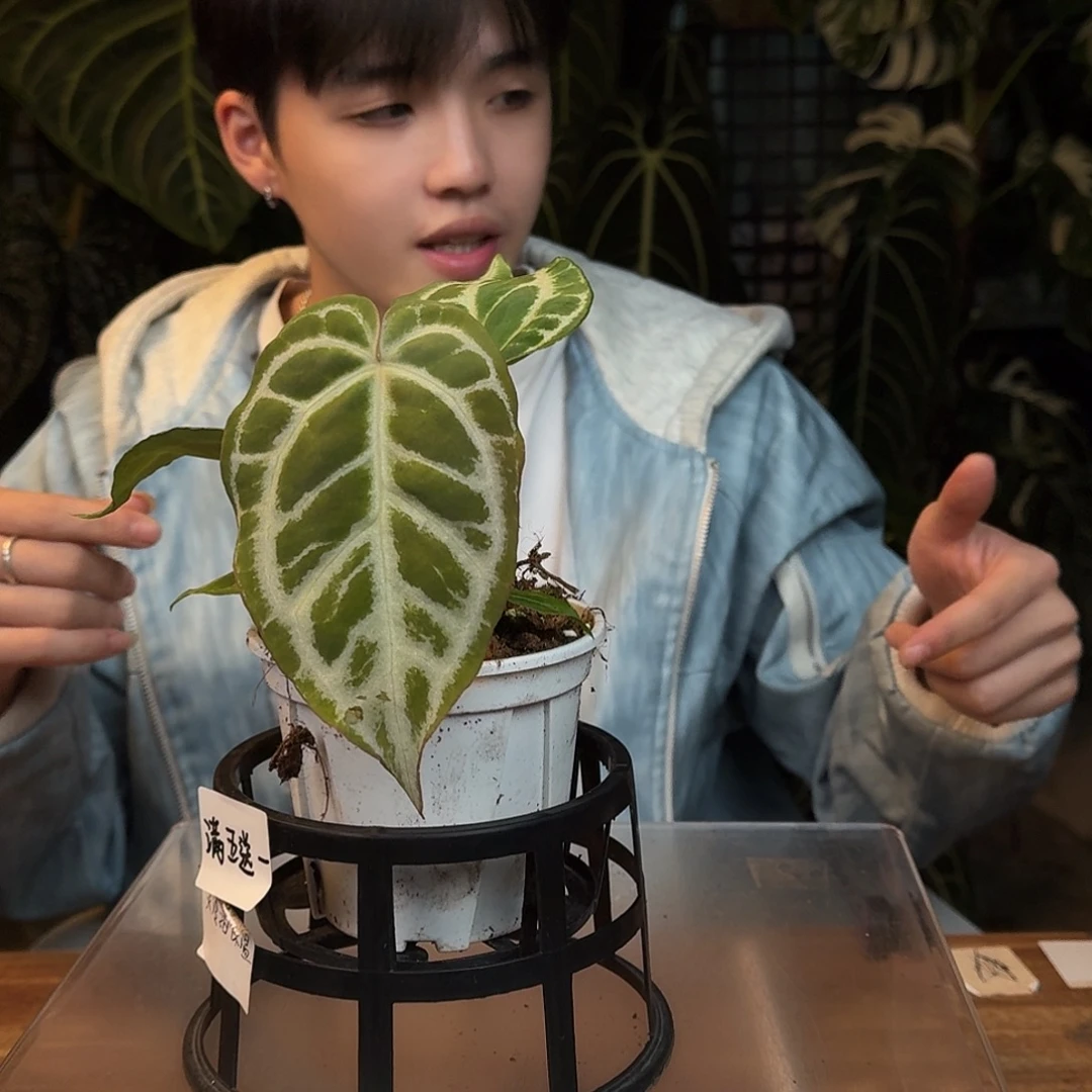 完全开放O180银色闪光杂极品小钻石
