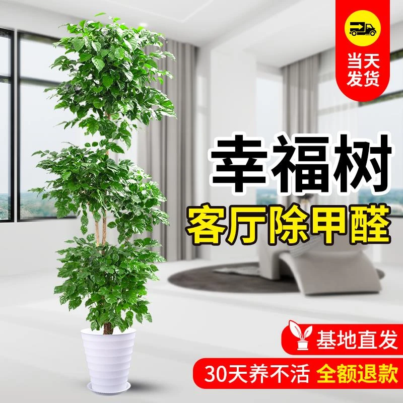 幸福树客厅盆栽大棵室内大型绿植物落地禄植吸甲醛新房乔迁花卉