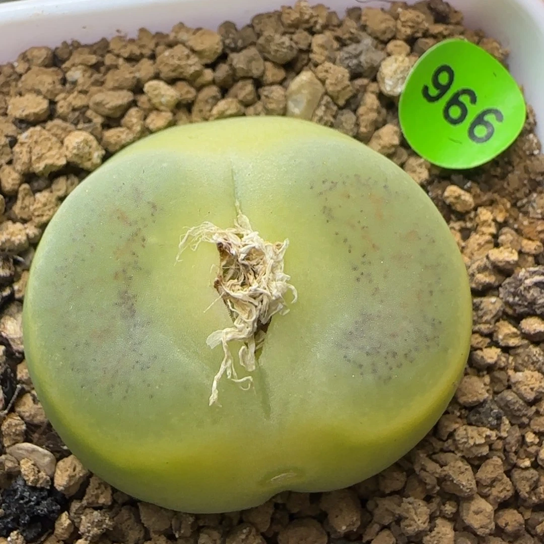 拉登3.1+瑕疵多肉植物966