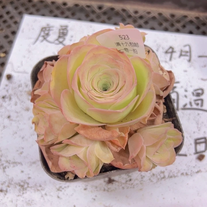 523 裸根不带土发货不包损