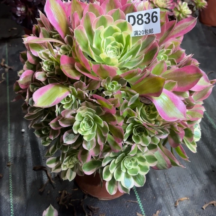 瑞妈一物一拍836