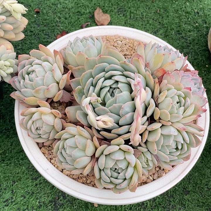 120 多肉不带盆土满20包邮发货