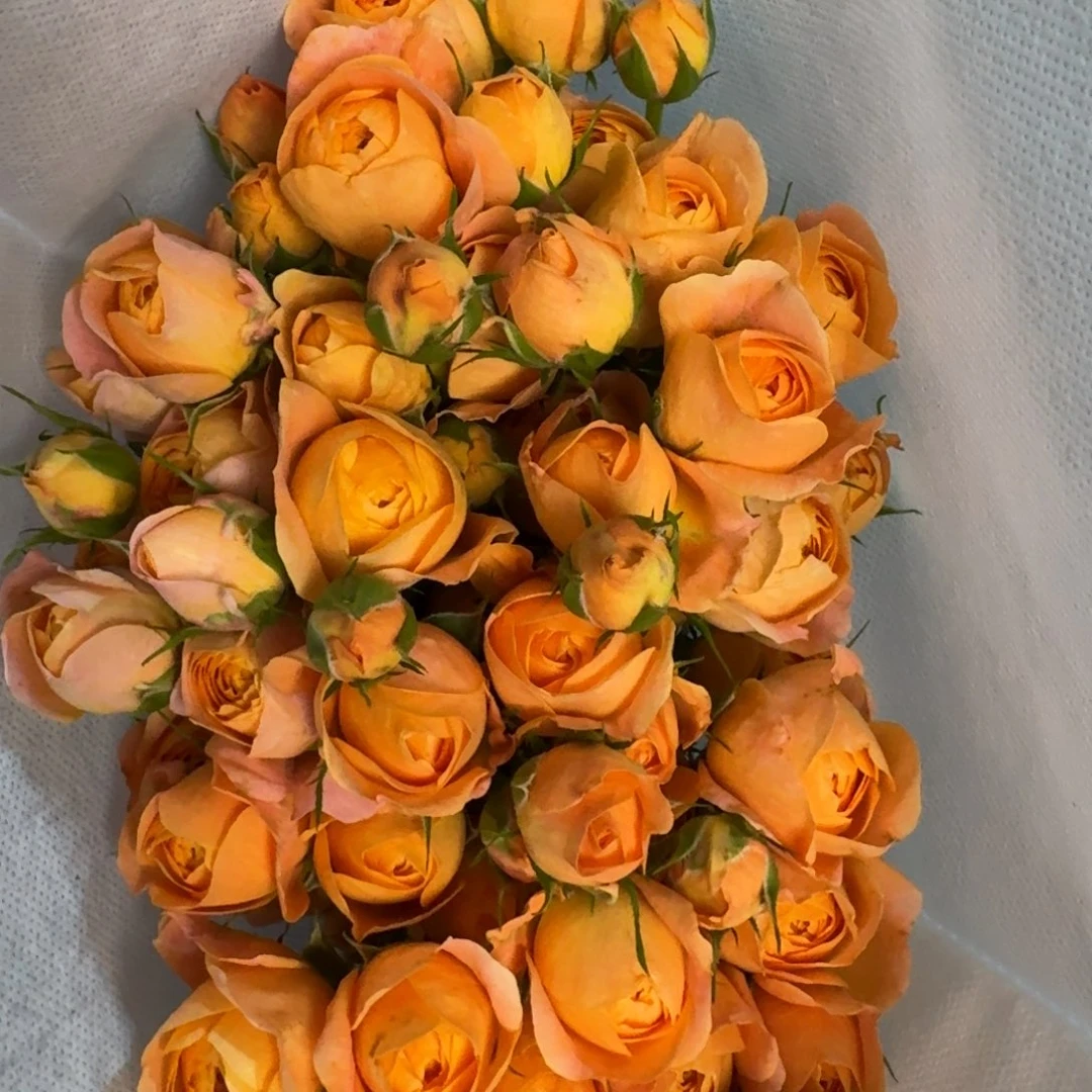 完全开放果汁阳台6扎包邮秒杀