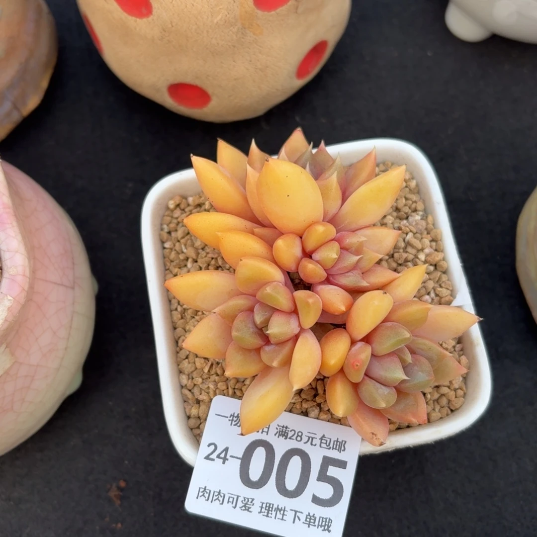 红象牙无盆土发货无盆