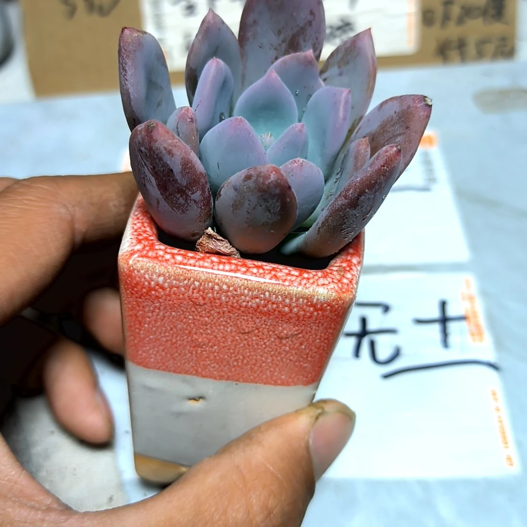 满6元包邮，灰姑娘美人俩颗