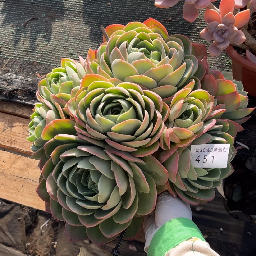 451桃花坞多肉植物……