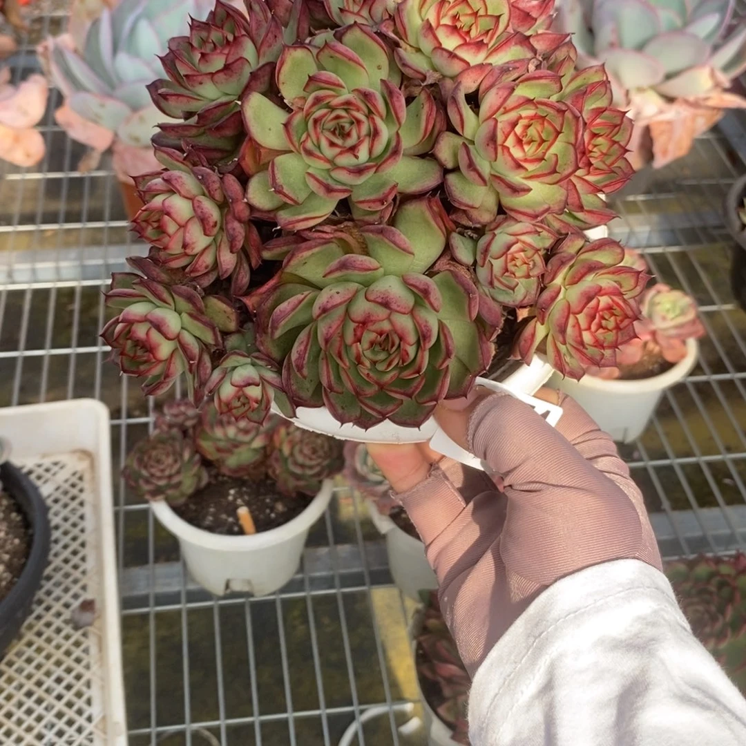 6371萤火虫一物一拍