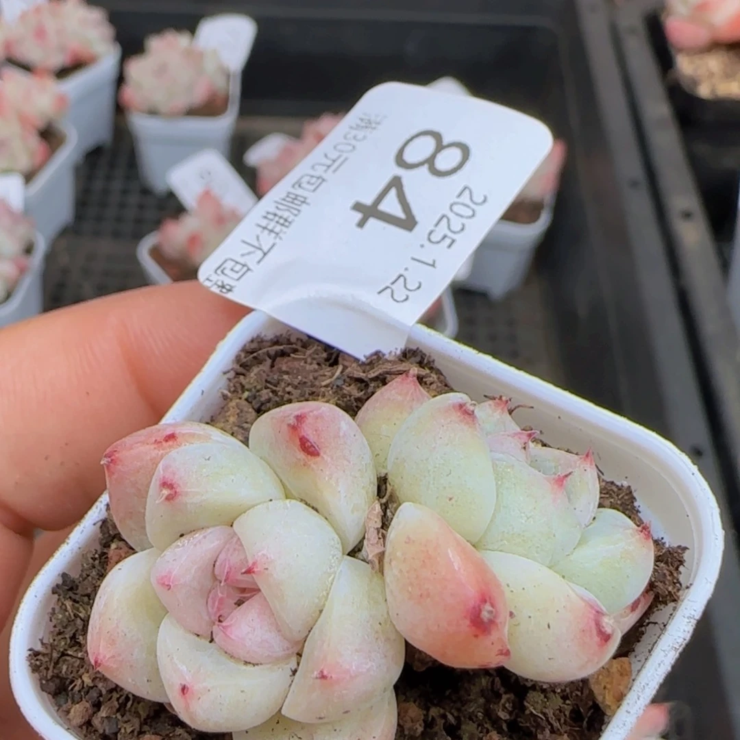 白体如梦令双头一颗