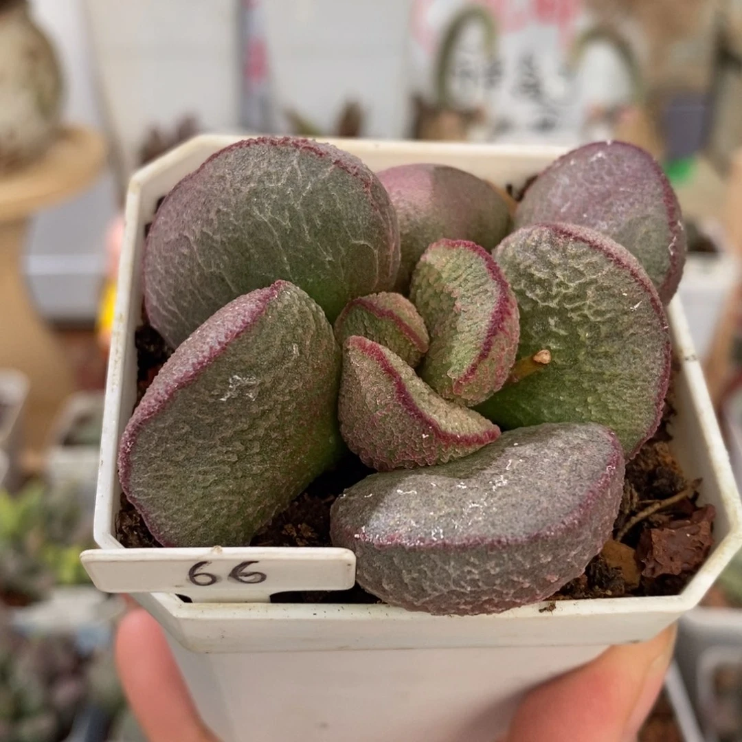 实生水泡多肉植物