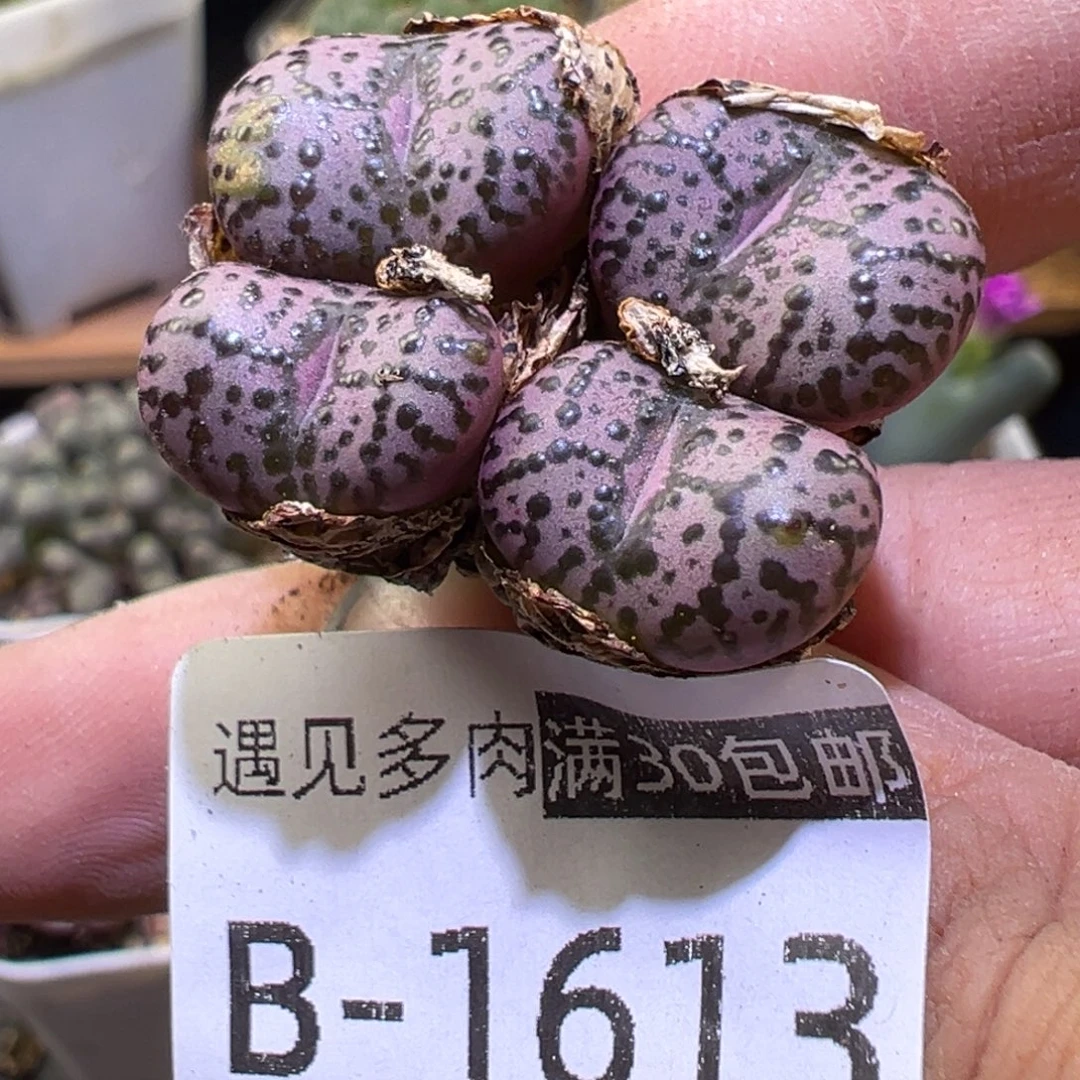 多肉植物11111111111