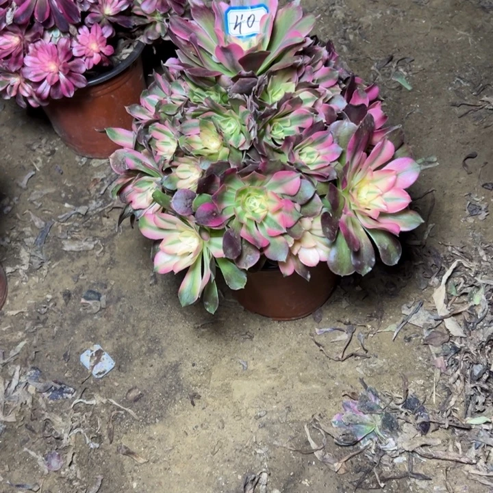 多肉植物香飞法师40