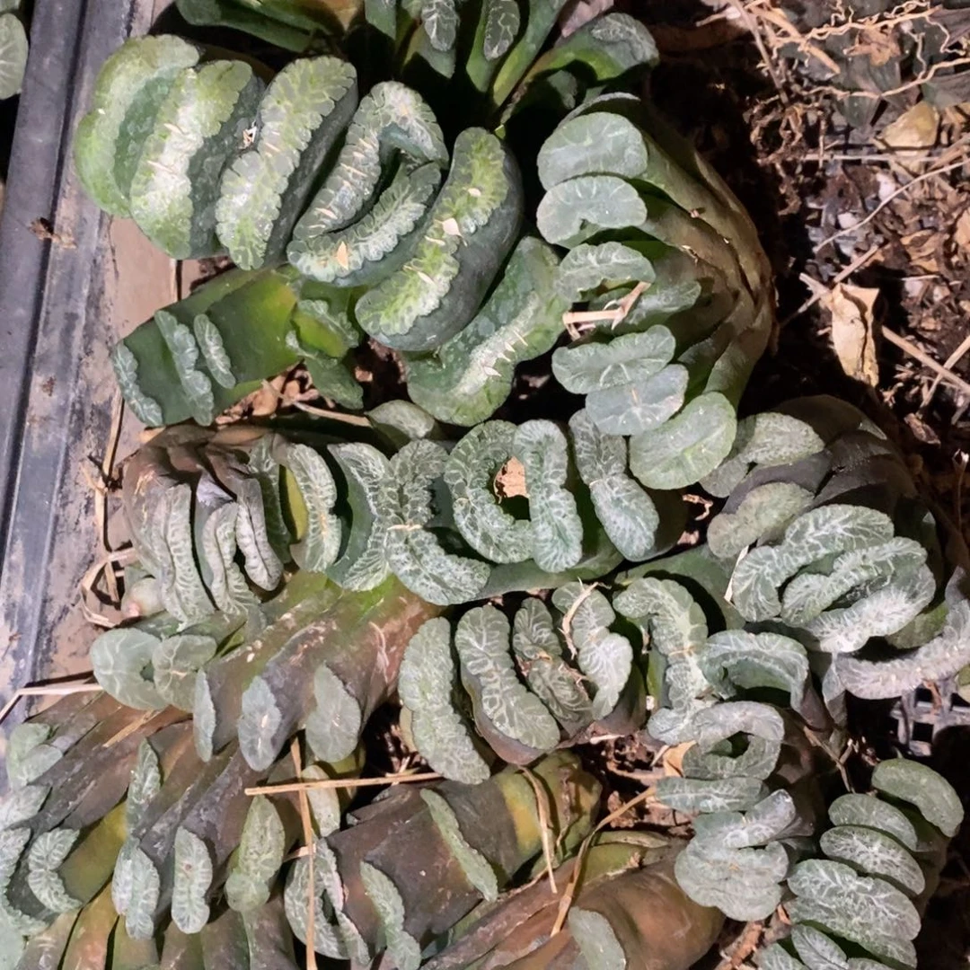 113 一颗实生大玉扇