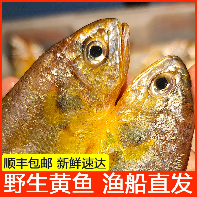 【1-2两/条】舟山海鲜野生小黄鱼东海新鲜保鲜顺丰包邮