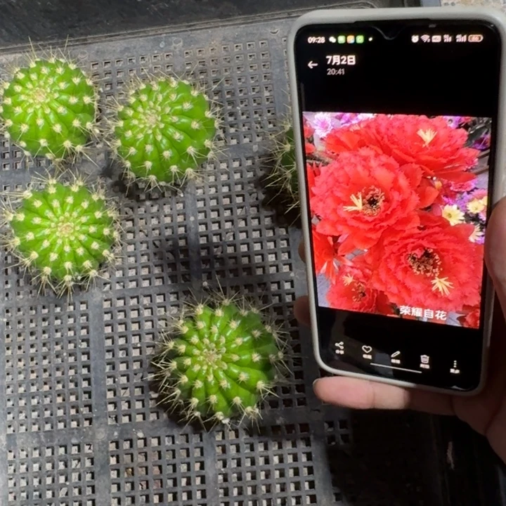 217毛荣耀自花歪5公分左右无根侧牙，20包邮