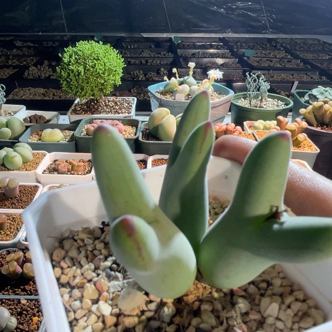 毛体皮卡丘植物一物一拍