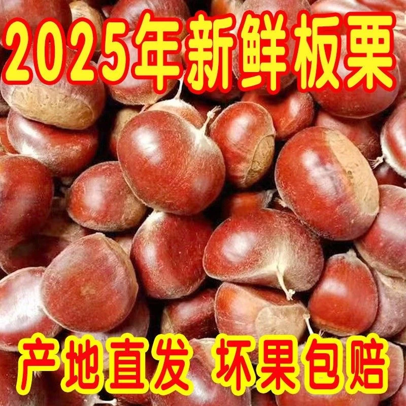 【粉糯香甜】新鲜丹东板栗1-5斤毛栗子生板栗嫩板栗带壳锥栗难剥皮
