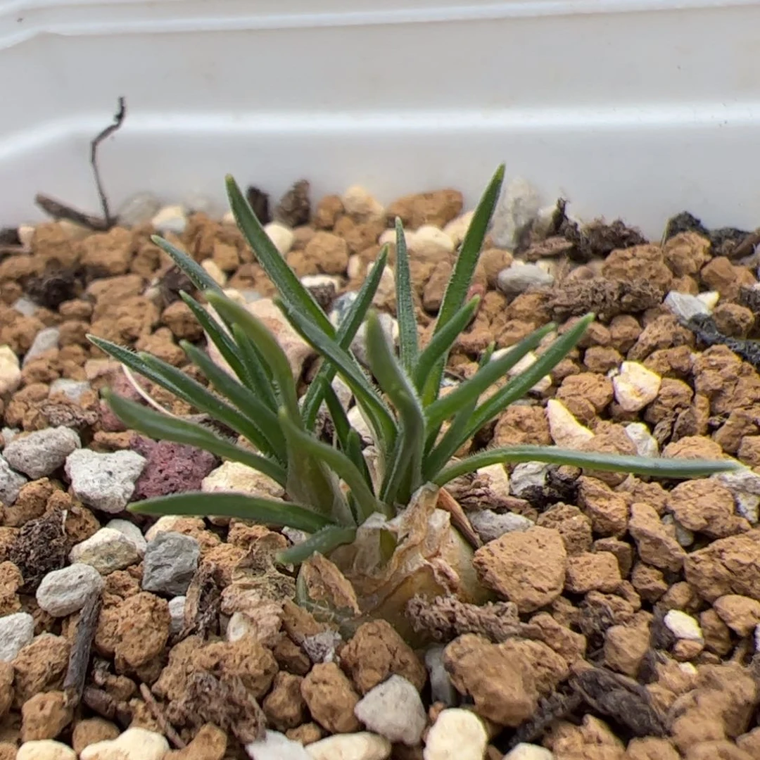 077号迷你海葱 多肉植物