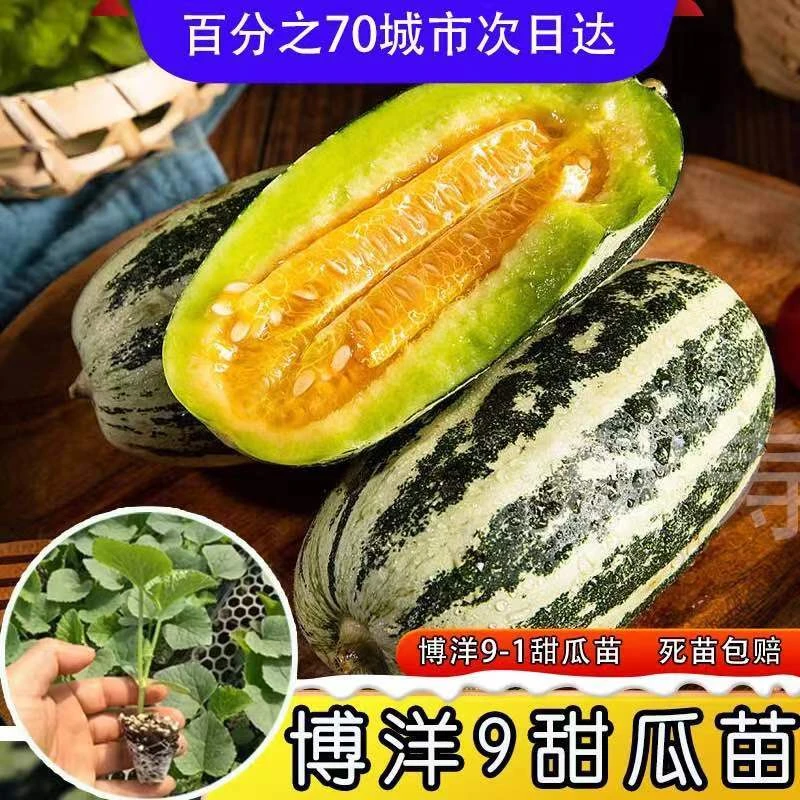 寿光博洋九甜瓜苗秧带土球花皮甜脆香瓜种子羊角蜜绿宝石瓜籽春秋