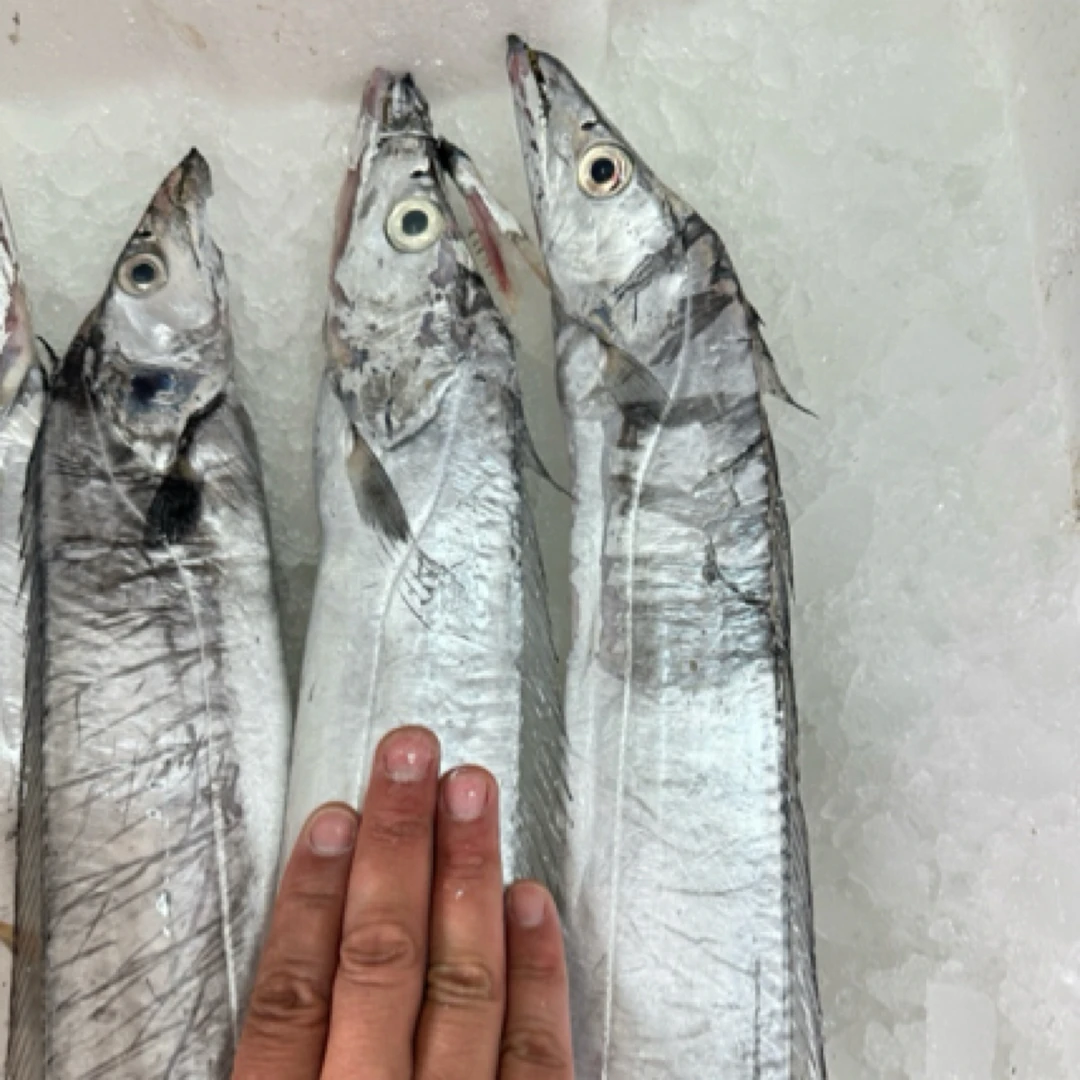 【深蓝甄选】渤海湾小眼大带鱼（单条1.2-2斤左右）本地胶东刀鱼，又鲜又香，单条价带鱼同城送