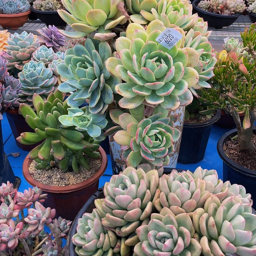 迷*6920粉贝拉多肉