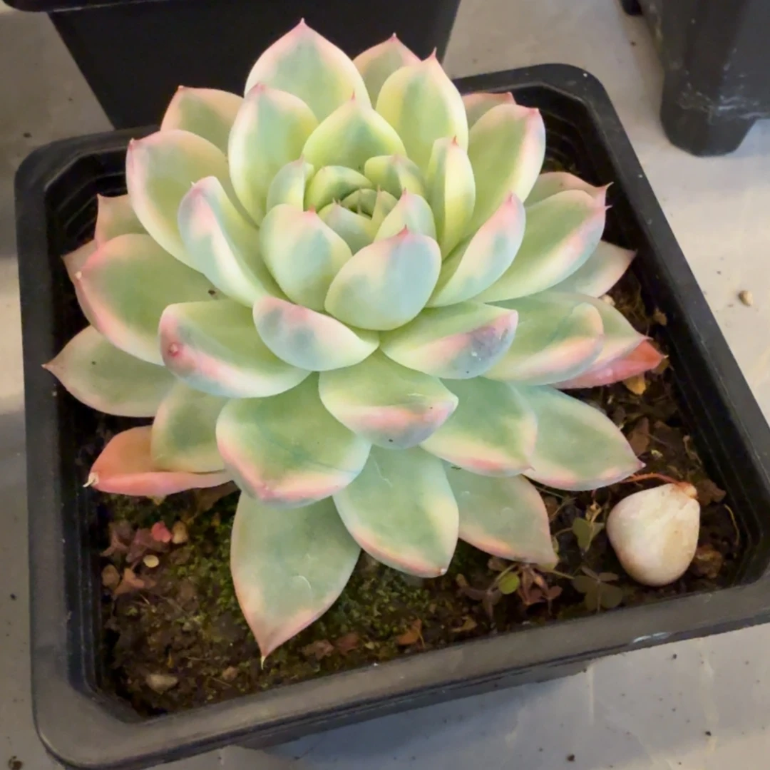 阿尔巴佳人 安吉园艺锦