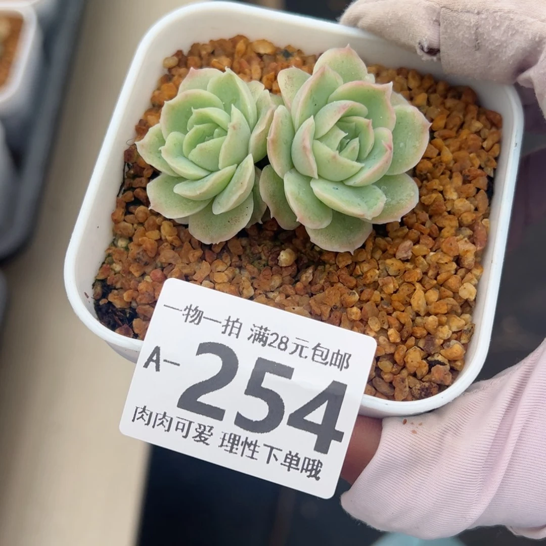 水晶虾饺多肉多肉