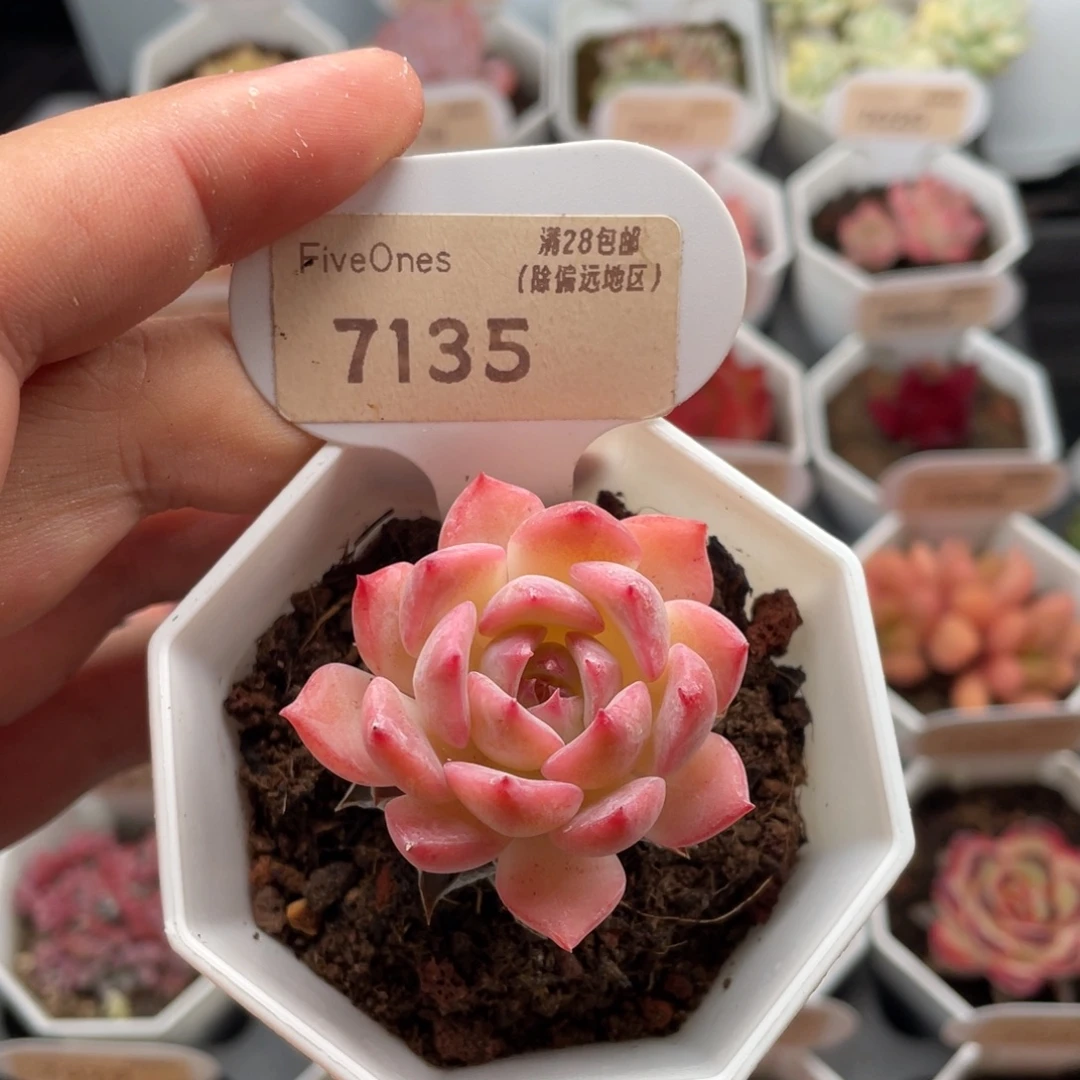 颂歌7135-4.0厘米