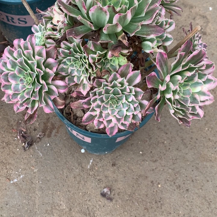 1459天和多肉植物特价