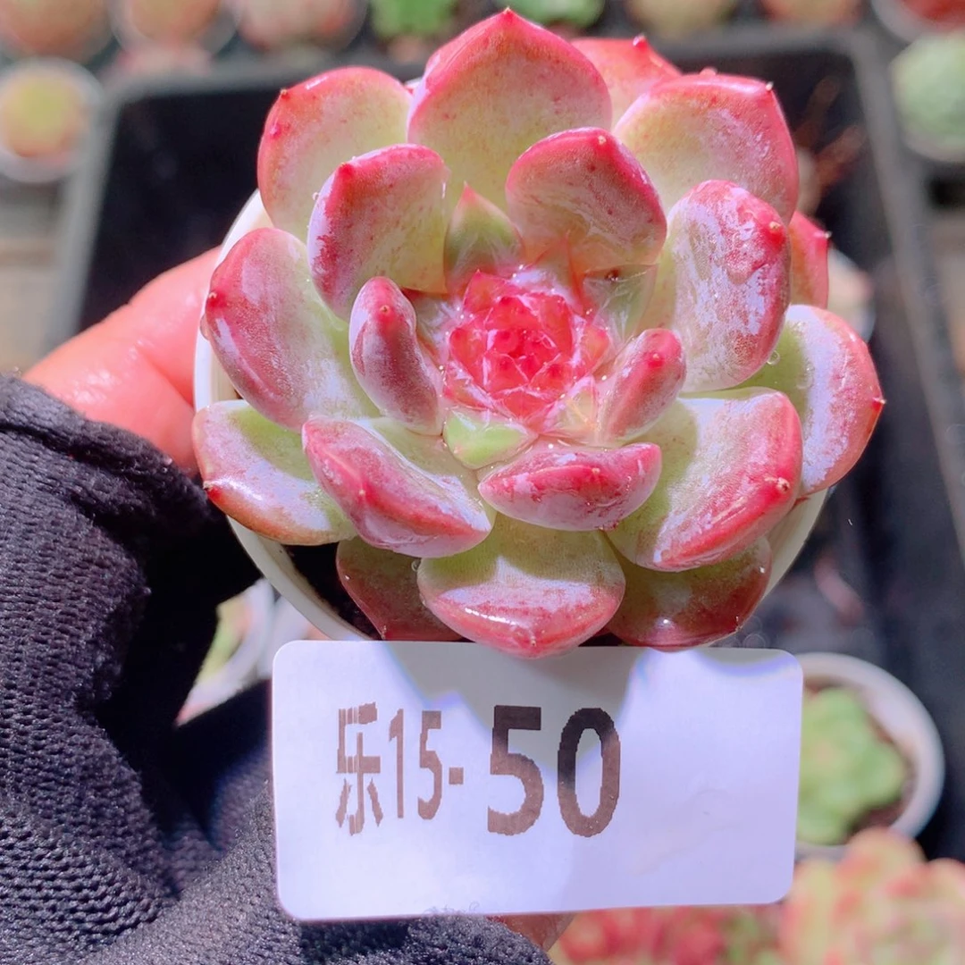 乐然15-50 新品单头