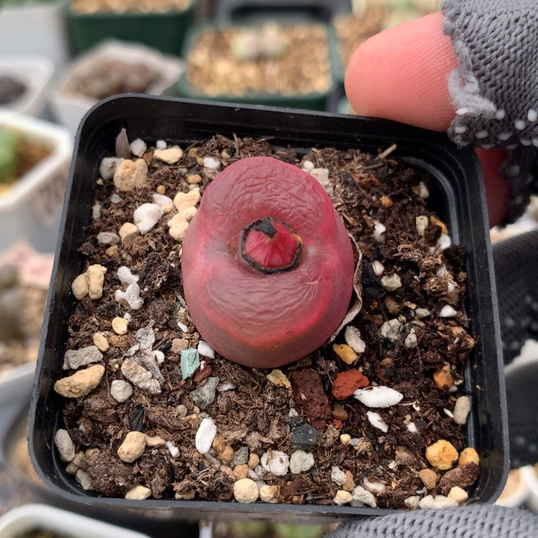 695欧泡母本一颗