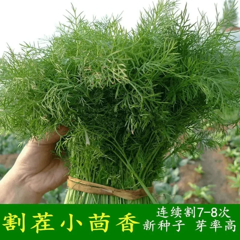 茴香种子种籽苗孑小茴香菜阳台带根四季菜种盆栽籽种蔬菜菜籽回香