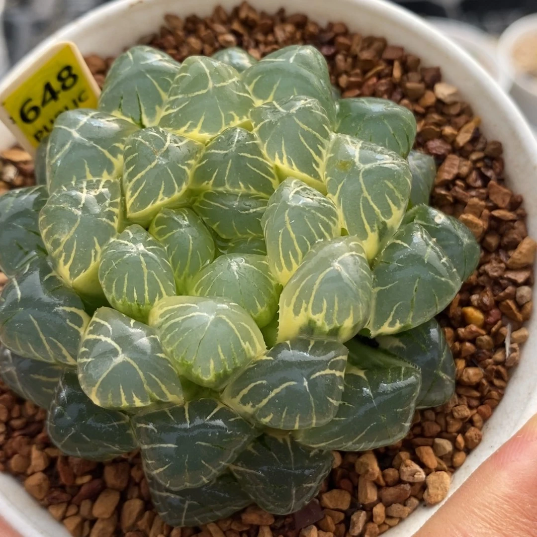 648糊斑湖水玉露锦一物一拍