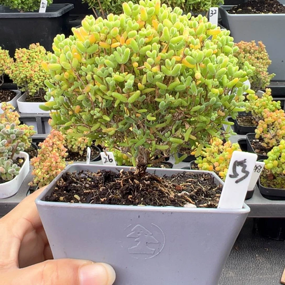 蜜橘糖球蘑菇头53号