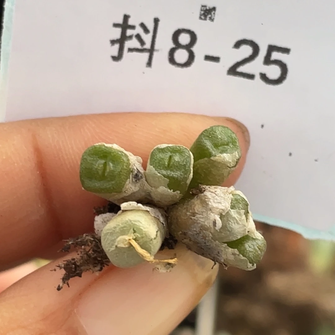 8-25方糖多肉植物