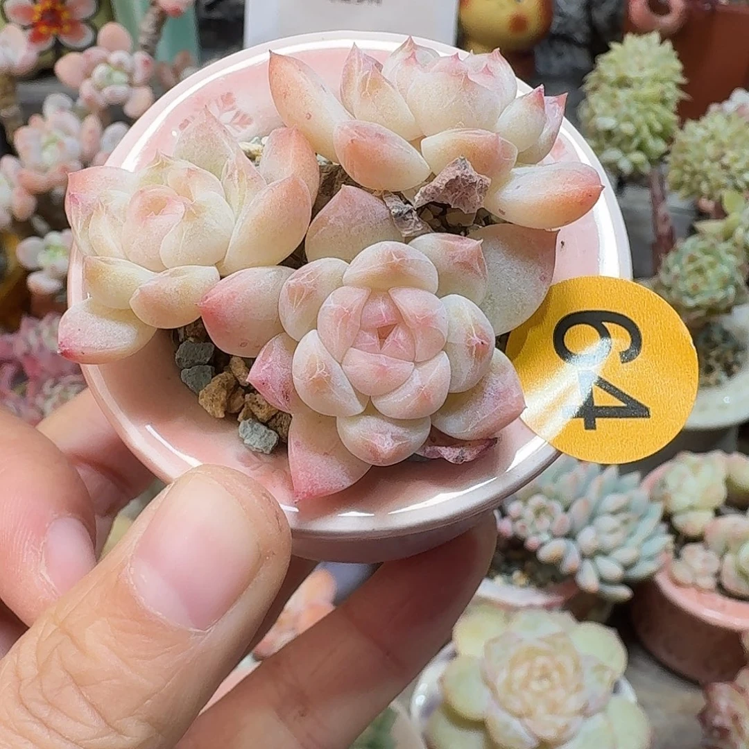 64 多肉含盆土 30元包邮非偏远