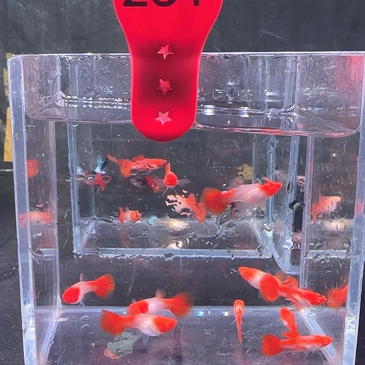 孔雀鱼251号，10条