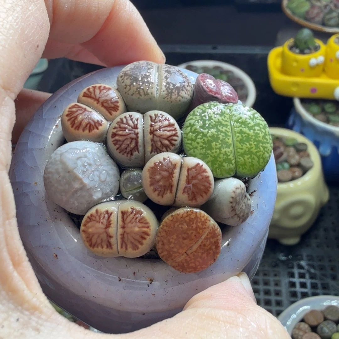 多肉植物福利冲冲冲746